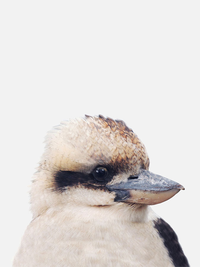 Baby Kookaburra Poster, Poster, 0? - 50?, A4 (21 x 29.7 cm), A3 (29.7 x 42 cm), A3+ (32.9 x 48.3 cm), 8*10" in, _tab_product-description-matte, _tab_shipping-and-returns, _tab_size-chart, ALL POSTERS, Kids, PORTRAIT, Whit