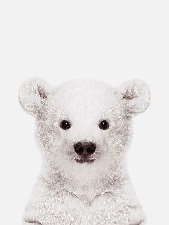 Baby Polar Bear Poster, Poster, 0? - 50?, A4 (21 x 29.7 cm), A3 (29.7 x 42 cm), A3+ (32.9 x 48.3 cm), 8*10" in, _tab_product-description-matte, _tab_shipping-and-returns, _tab_size-chart, ALL POSTERS, Kids, PORTRAIT, Whit