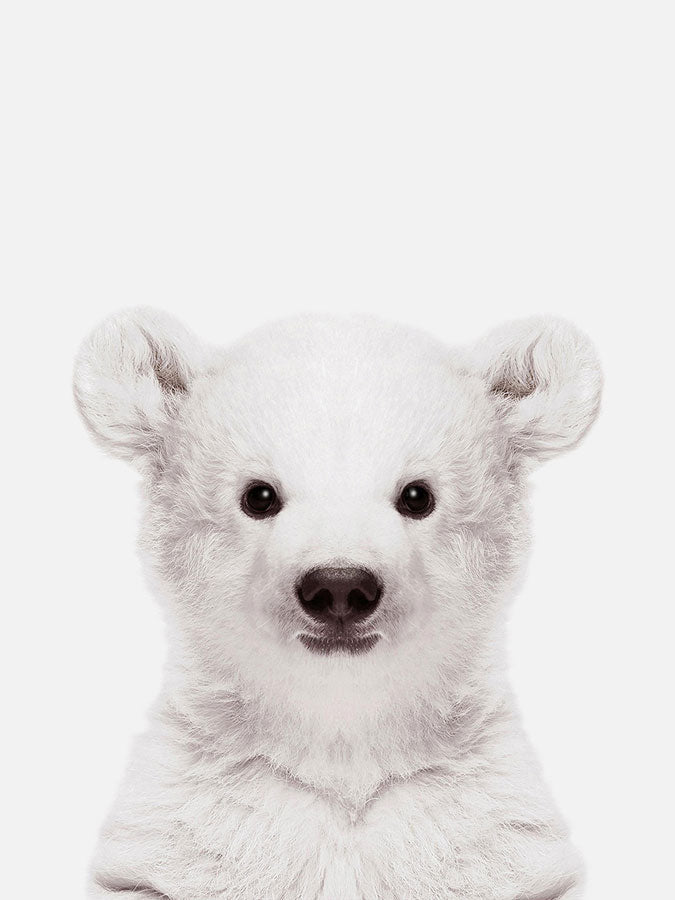 Baby Polar Bear Poster, Poster, $10 - $50, 12*16" in, 12*18" in, 16*20" in, 18*24" in, 8*10" in, _tab_product-description-matte, _tab_shipping-and-returns, _tab_size-chart, ALL POSTERS, Kids, PORTRAIT, Whit