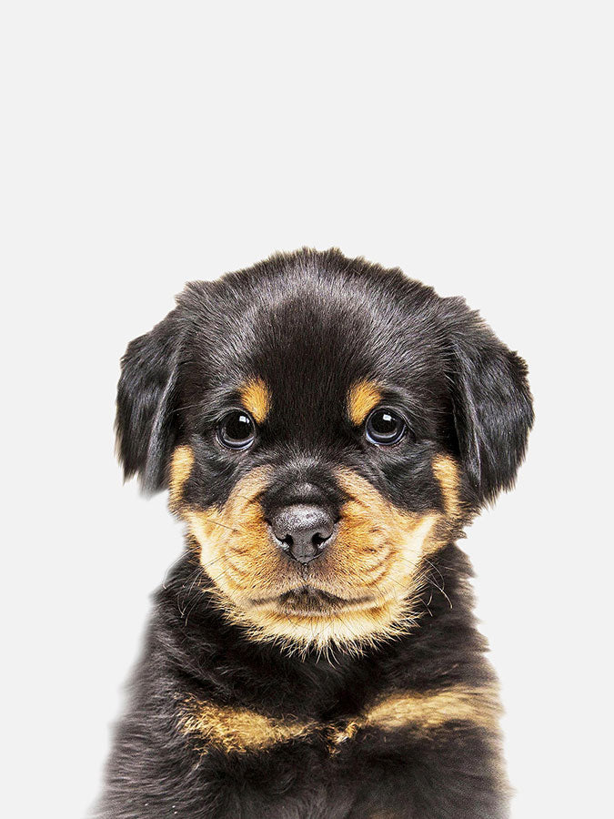 Baby Red Rottweiler Poster, Poster, 0? - 50?, A4 (21 x 29.7 cm), A3 (29.7 x 42 cm), A3+ (32.9 x 48.3 cm), 8*10" in, _tab_product-description-matte, _tab_shipping-and-returns, _tab_size-chart, ALL POSTERS, Kids, PORTRAIT, 