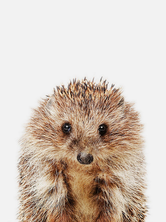 Baby Hedgehog Poster, Poster, 0? - 50?, A4 (21 x 29.7 cm), A3 (29.7 x 42 cm), A3+ (32.9 x 48.3 cm), 8*10" in, _tab_product-description-matte, _tab_shipping-and-returns, _tab_size-chart, ALL POSTERS, Kids, PORTRAIT, White 