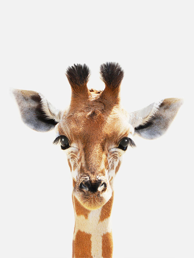 Baby Giraffe Poster, Poster, 0? - 50?, A4 (21 x 29.7 cm), A3 (29.7 x 42 cm), A3+ (32.9 x 48.3 cm), 8*10" in, _tab_product-description-matte, _tab_shipping-and-returns, _tab_size-chart, ALL POSTERS, Kids, PORTRAIT, White -