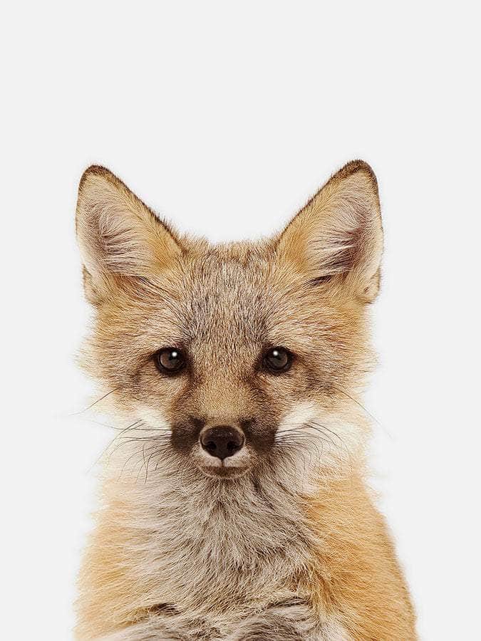 Baby Fox Poster, Poster, $10 - $50, 12*16" in, 12*18" in, 16*20" in, 18*24" in, 8*10" in, _tab_product-description-matte, _tab_shipping-and-returns, _tab_size-chart, ALL POSTERS, Kids, PORTRAIT, White - MAR