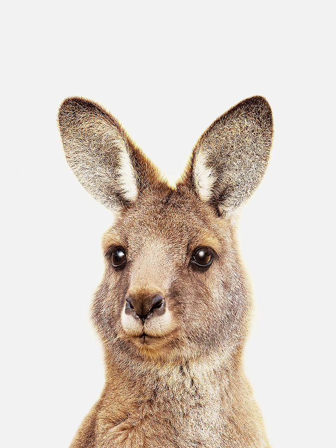 Baby Kangaroo Poster, Poster, 0? - 50?, A4 (21 x 29.7 cm), A3 (29.7 x 42 cm), A3+ (32.9 x 48.3 cm), 8*10" in, _tab_product-description-matte, _tab_shipping-and-returns, _tab_size-chart, ALL POSTERS, Kids, PORTRAIT, White 