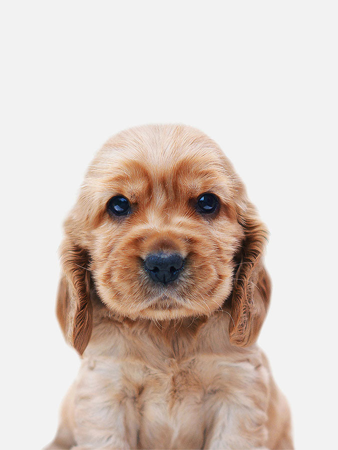 Baby Cocker Spaniel Poster, Poster, 0? - 50?, A4 (21 x 29.7 cm), A3 (29.7 x 42 cm), A3+ (32.9 x 48.3 cm), 8*10" in, _tab_product-description-matte, _tab_shipping-and-returns, _tab_size-chart, ALL POSTERS, Kids, PORTRAIT, 