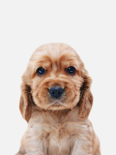 Baby Cocker Spaniel Poster, Poster, $10 - $50, 12*16" in, 12*18" in, 16*20" in, 18*24" in, 8*10" in, _tab_product-description-matte, _tab_shipping-and-returns, _tab_size-chart, ALL POSTERS, Kids, PORTRAIT, 
