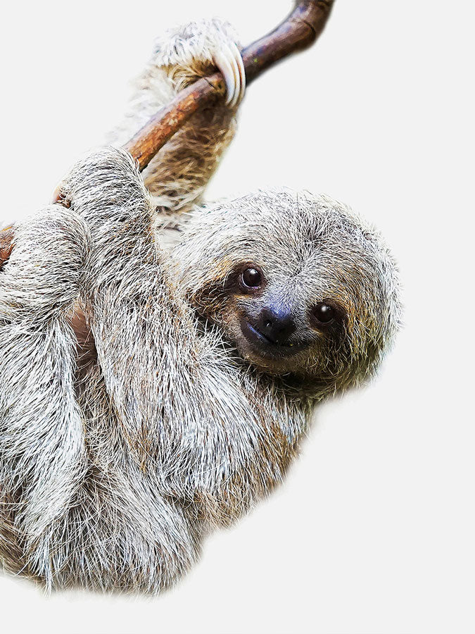 Baby Sloth Poster, Poster, 0? - 50?, A4 (21 x 29.7 cm), A3 (29.7 x 42 cm), A3+ (32.9 x 48.3 cm), 8*10" in, _tab_product-description-matte, _tab_shipping-and-returns, _tab_size-chart, ALL POSTERS, Kids, PORTRAIT, White - M