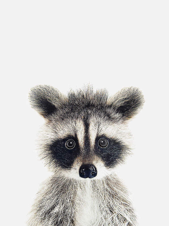 Baby Raccoon Poster, Poster, 0? - 50?, A4 (21 x 29.7 cm), A3 (29.7 x 42 cm), A3+ (32.9 x 48.3 cm), 8*10" in, _tab_product-description-matte, _tab_shipping-and-returns, _tab_size-chart, ALL POSTERS, Kids, PORTRAIT, White -