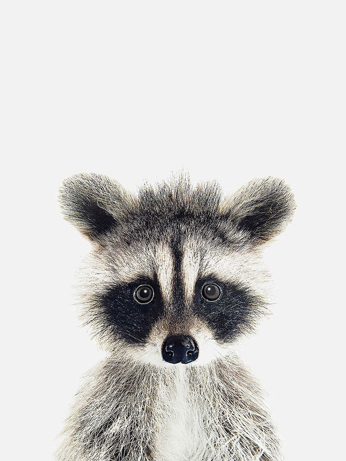 Baby Raccoon Poster, Poster, $10 - $50, 12*16" in, 12*18" in, 16*20" in, 18*24" in, 8*10" in, _tab_product-description-matte, _tab_shipping-and-returns, _tab_size-chart, ALL POSTERS, Kids, PORTRAIT, White -