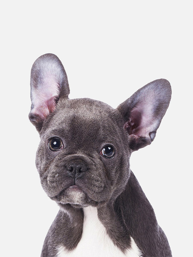 Baby French Bulldog Poster, Poster, 0? - 50?, A4 (21 x 29.7 cm), A3 (29.7 x 42 cm), A3+ (32.9 x 48.3 cm), 8*10" in, _tab_product-description-matte, _tab_shipping-and-returns, _tab_size-chart, ALL POSTERS, Kids, PORTRAIT, 