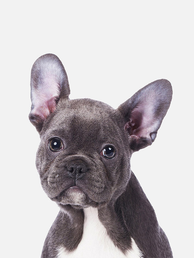 Baby French Bulldog Poster, Poster, $10 - $50, 12*16" in, 12*18" in, 16*20" in, 18*24" in, 8*10" in, _tab_product-description-matte, _tab_shipping-and-returns, _tab_size-chart, ALL POSTERS, Kids, PORTRAIT, 