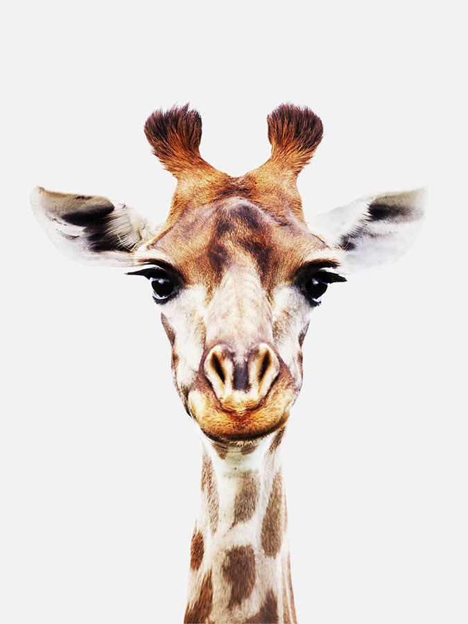 Baby Giraffe Poster, Poster, $10 - $50, 12*16" in, 12*18" in, 16*20" in, 18*24" in, 8*10" in, _tab_product-description-matte, _tab_shipping-and-returns, _tab_size-chart, ALL POSTERS, Kids, PORTRAIT, White -