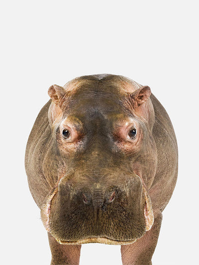 Baby Hippo Poster, Poster, $10 - $50, 12*16" in, 12*18" in, 16*20" in, 18*24" in, 8*10" in, _tab_product-description-matte, _tab_shipping-and-returns, _tab_size-chart, ALL POSTERS, Kids, PORTRAIT, White - M