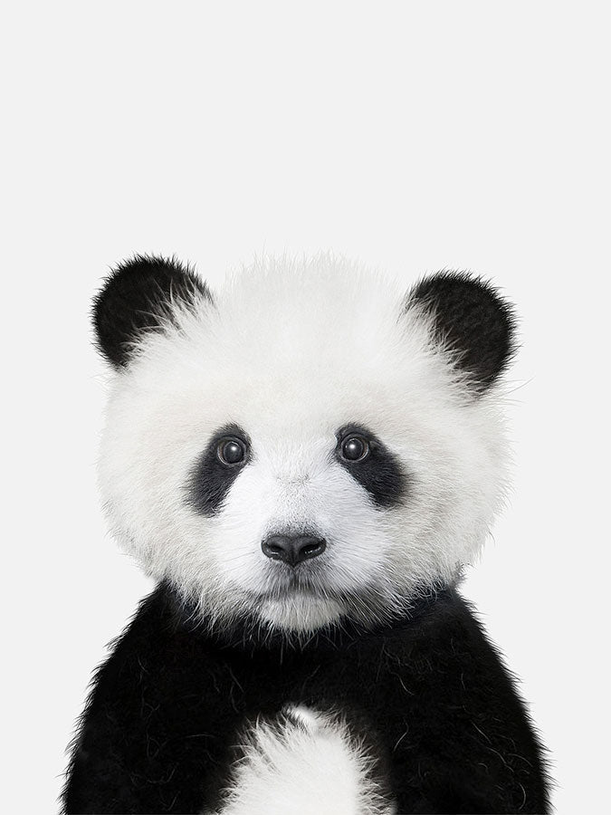 Baby Panda Poster, Poster, 0? - 50?, A4 (21 x 29.7 cm), A3 (29.7 x 42 cm), A3+ (32.9 x 48.3 cm), 8*10" in, _tab_product-description-matte, _tab_shipping-and-returns, _tab_size-chart, ALL POSTERS, Kids, PORTRAIT, White - M