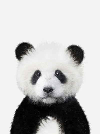 Baby Panda Poster, Poster, $10 - $50, 12*16" in, 12*18" in, 16*20" in, 18*24" in, 8*10" in, _tab_product-description-matte, _tab_shipping-and-returns, _tab_size-chart, ALL POSTERS, Kids, PORTRAIT, White - M
