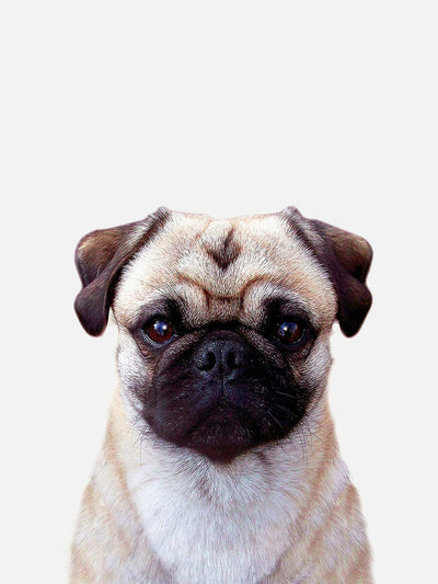 Brown Pug Puppy PosterPosterMARY & FAPMARY & FAP