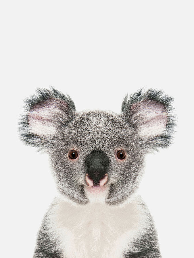 Baby Koala Bear Poster, Poster, 0? - 50?, A4 (21 x 29.7 cm), A3 (29.7 x 42 cm), A3+ (32.9 x 48.3 cm), 8*10" in, _tab_product-description-matte, _tab_shipping-and-returns, _tab_size-chart, ALL POSTERS, Kids, PORTRAIT, Whit