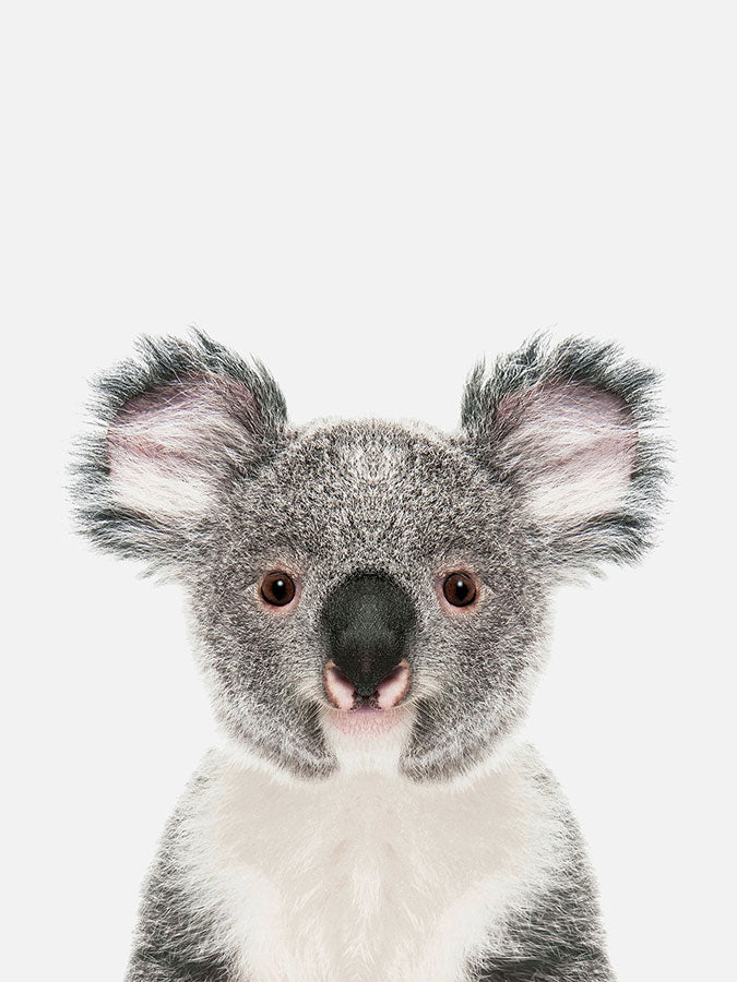 Baby Koala Bear Poster, Poster, $10 - $50, 12*16" in, 12*18" in, 16*20" in, 18*24" in, 8*10" in, _tab_product-description-matte, _tab_shipping-and-returns, _tab_size-chart, ALL POSTERS, Kids, PORTRAIT, Whit