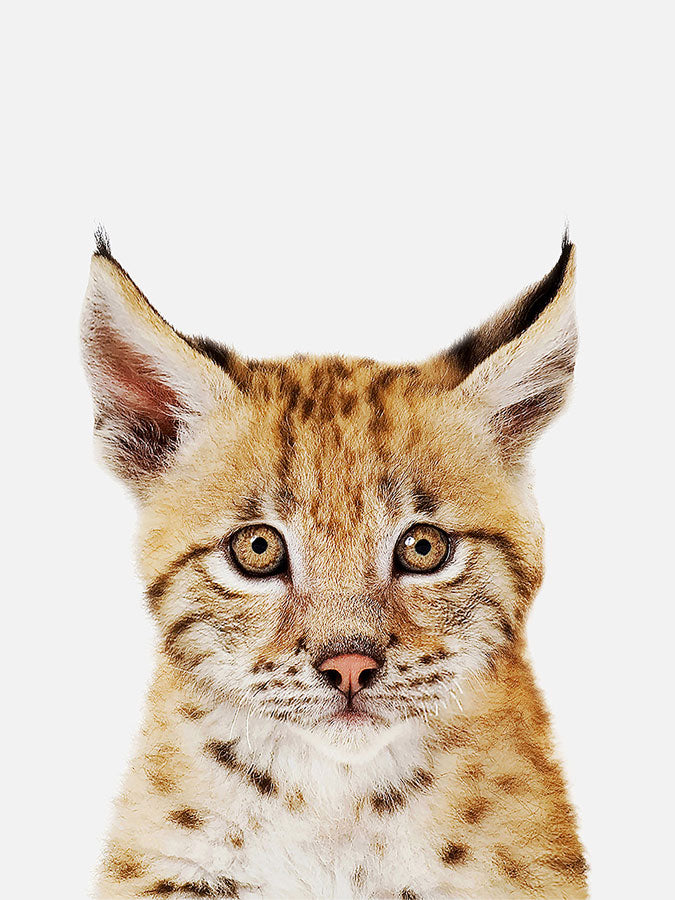 Baby Lynx Cub Poster, Poster, $10 - $50, 12*16" in, 12*18" in, 16*20" in, 18*24" in, 8*10" in, _tab_product-description-matte, _tab_shipping-and-returns, _tab_size-chart, ALL POSTERS, Kids, PORTRAIT, White 