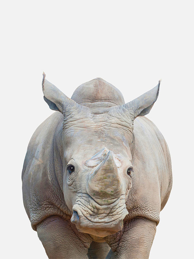 Baby Rhino Poster, Poster, 0? - 50?, A4 (21 x 29.7 cm), A3 (29.7 x 42 cm), A3+ (32.9 x 48.3 cm), 8*10" in, _tab_product-description-matte, _tab_shipping-and-returns, _tab_size-chart, ALL POSTERS, Kids, PORTRAIT, White - M