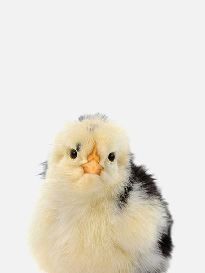 Baby Chicken Poster, Poster, $10 - $50, 12*16" in, 12*18" in, 16*20" in, 18*24" in, 8*10" in, _tab_product-description-matte, _tab_shipping-and-returns, _tab_size-chart, ALL POSTERS, Kids, PORTRAIT, White, 