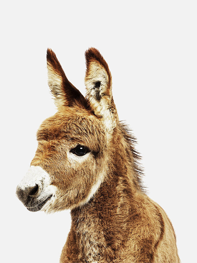 Baby Donkey Poster, Poster, 0? - 50?, A4 (21 x 29.7 cm), A3 (29.7 x 42 cm), A3+ (32.9 x 48.3 cm), 8*10" in, _tab_product-description-matte, _tab_shipping-and-returns, _tab_size-chart, ALL POSTERS, Kids, PORTRAIT, White - 