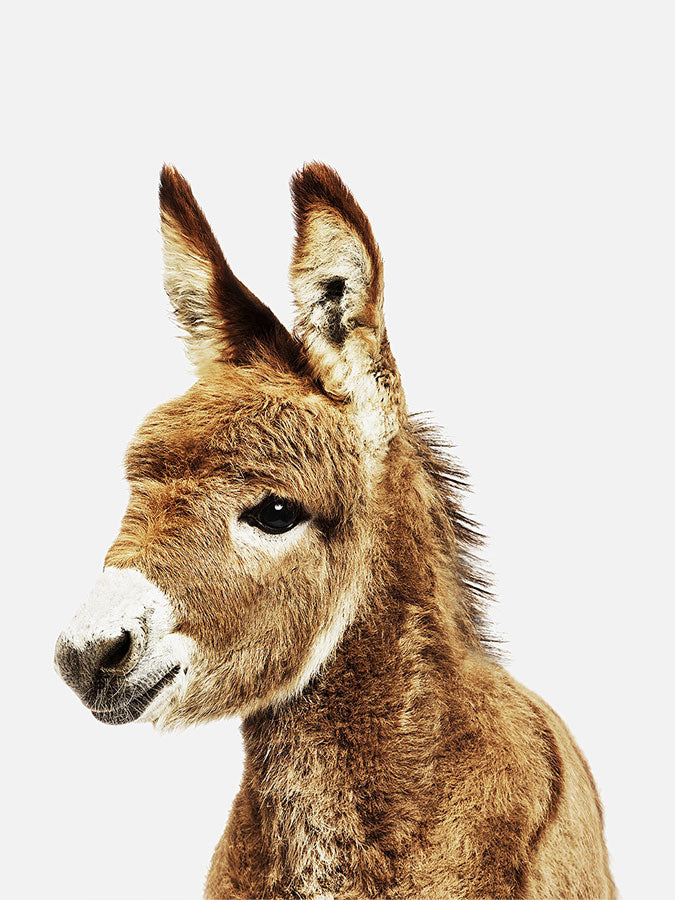 Baby Donkey Poster, Poster, $10 - $50, 12*16" in, 12*18" in, 16*20" in, 18*24" in, 8*10" in, _tab_product-description-matte, _tab_shipping-and-returns, _tab_size-chart, ALL POSTERS, Kids, PORTRAIT, White - 