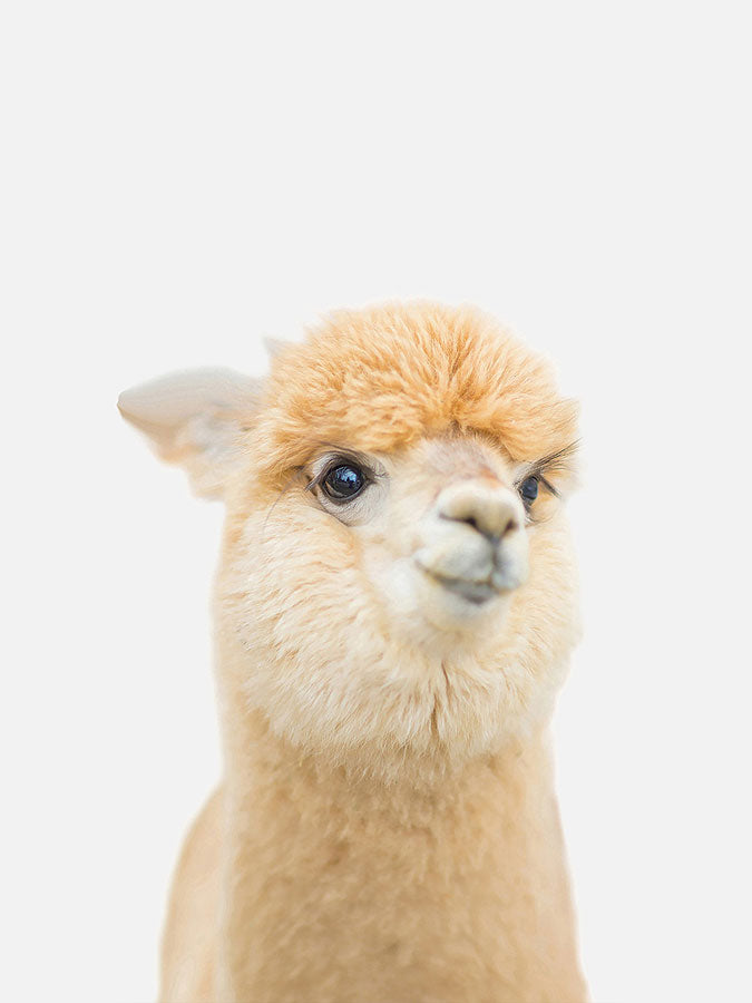 Maltese Alpaca Llama PosterPosterMARY & FAPMARY & FAP