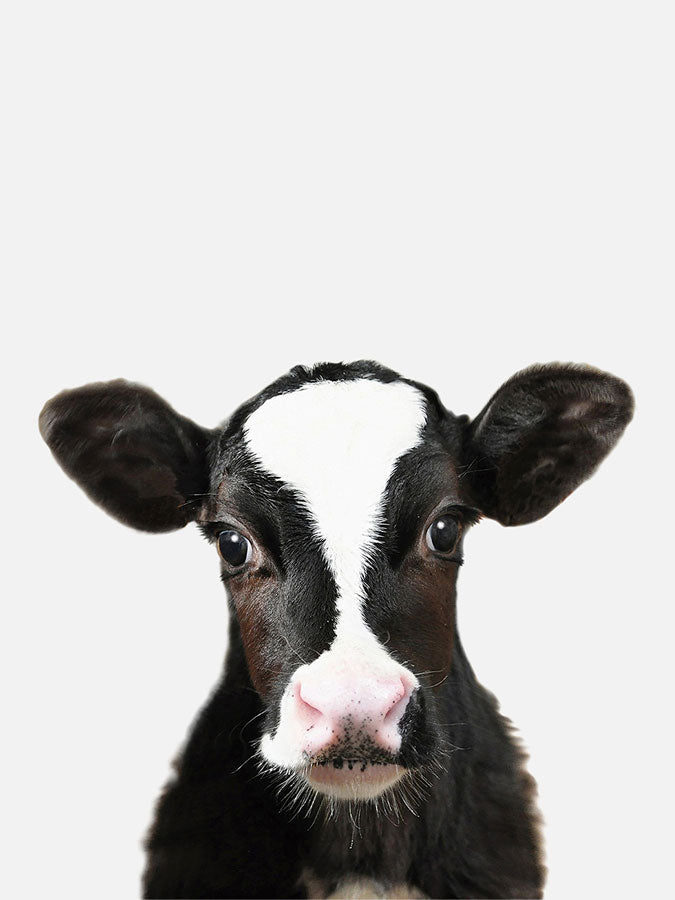 Baby Cow Poster, Poster, $10 - $50, 12*16" in, 12*18" in, 16*20" in, 18*24" in, 8*10" in, _tab_product-description-matte, _tab_shipping-and-returns, _tab_size-chart, ALL POSTERS, Kids, PORTRAIT, White - MAR