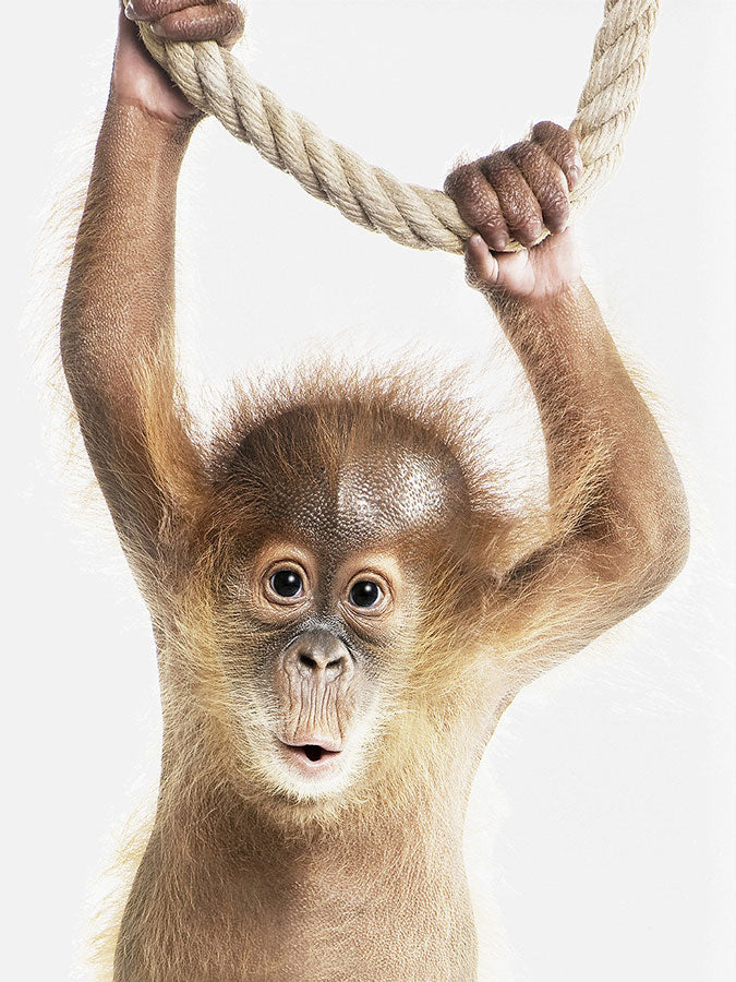 Baby Orangutan Poster, Poster, 0? - 50?, A4 (21 x 29.7 cm), A3 (29.7 x 42 cm), A3+ (32.9 x 48.3 cm), 8*10" in, _tab_product-description-matte, _tab_shipping-and-returns, _tab_size-chart, ALL POSTERS, Kids, PORTRAIT, White