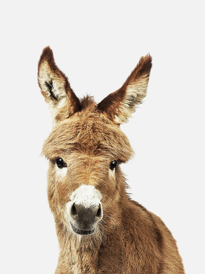 Baby Donkey Poster, Poster, 0? - 50?, A4 (21 x 29.7 cm), A3 (29.7 x 42 cm), A3+ (32.9 x 48.3 cm), 8*10" in, _tab_product-description-matte, _tab_shipping-and-returns, _tab_size-chart, ALL POSTERS, Kids, PORTRAIT, White - 