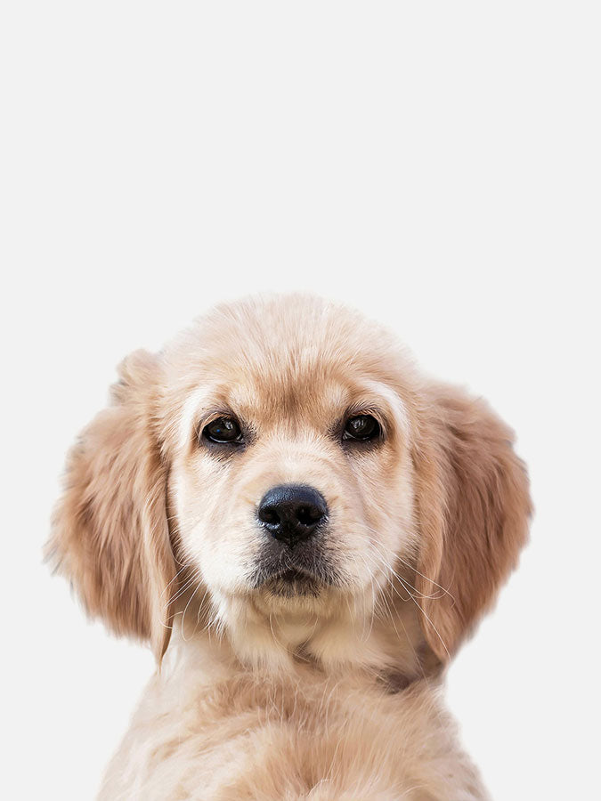 Baby Golden Retriever Poster, Poster, $10 - $50, 12*16" in, 12*18" in, 16*20" in, 18*24" in, 8*10" in, _tab_product-description-matte, _tab_shipping-and-returns, _tab_size-chart, ALL POSTERS, Kids, PORTRAIT