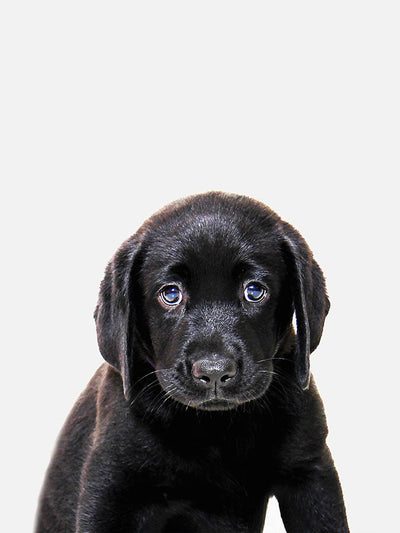 Baby Labrador Poster, Poster, $10 - $50, 12*16" in, 12*18" in, 16*20" in, 18*24" in, 8*10" in, _tab_product-description-matte, _tab_shipping-and-returns, _tab_size-chart, ALL POSTERS, Kids, PORTRAIT, White 