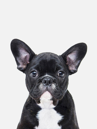 Baby French Bull Poster, Poster, $10 - $50, 12*16" in, 12*18" in, 16*20" in, 18*24" in, 8*10" in, _tab_product-description-matte, _tab_shipping-and-returns, _tab_size-chart, ALL POSTERS, Kids, PORTRAIT, Whi