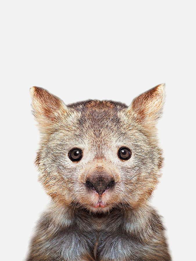 Baby Wombat  Poster, Poster, $10 - $50, 12*16" in, 12*18" in, 16*20" in, 18*24" in, 8*10" in, _tab_product-description-matte, _tab_shipping-and-returns, _tab_size-chart, ALL POSTERS, Kids, PORTRAIT, White -