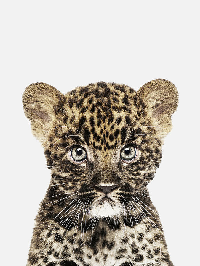 Baby Leopard Cub Poster, Poster, 0? - 50?, A4 (21 x 29.7 cm), A3 (29.7 x 42 cm), A3+ (32.9 x 48.3 cm), 8*10" in, _tab_product-description-matte, _tab_shipping-and-returns, _tab_size-chart, ALL POSTERS, Kids, PORTRAIT, Whi