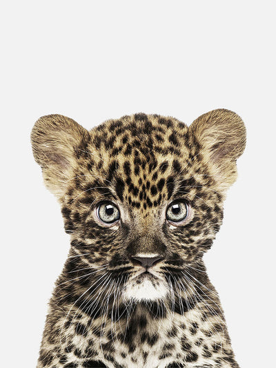 Baby Leopard Cub Poster, Poster, $10 - $50, 12*16" in, 12*18" in, 16*20" in, 18*24" in, 8*10" in, _tab_product-description-matte, _tab_shipping-and-returns, _tab_size-chart, ALL POSTERS, Kids, PORTRAIT, Whi
