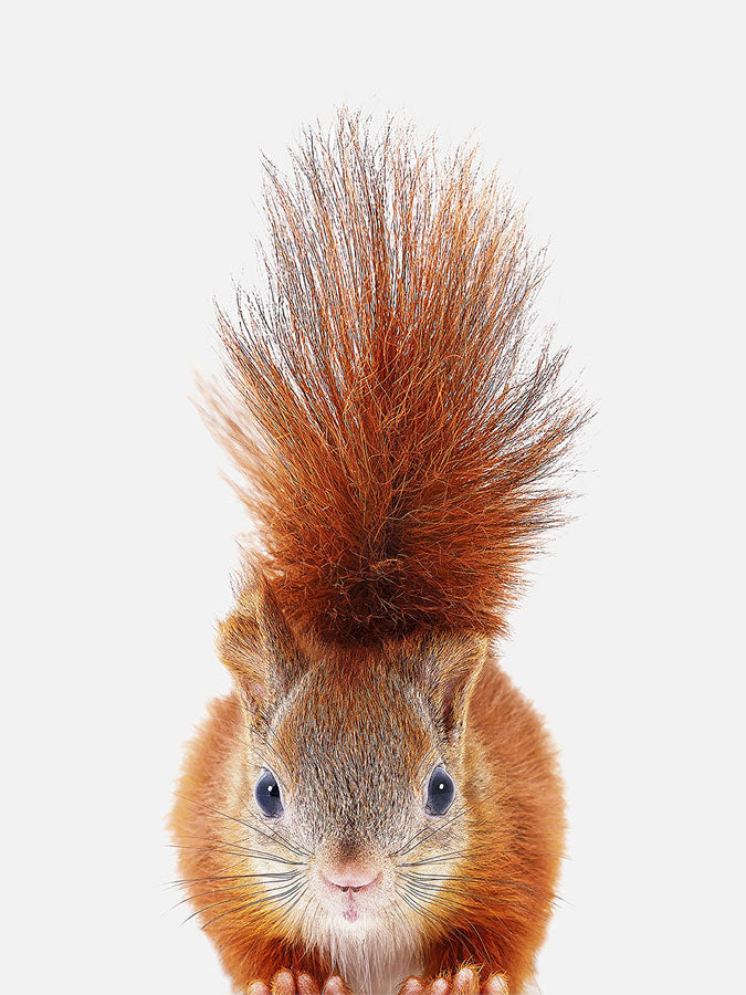 Baby Red Squirrel Poster, Poster, 0? - 50?, A4 (21 x 29.7 cm), A3 (29.7 x 42 cm), A3+ (32.9 x 48.3 cm), 8*10" in, _tab_product-description-matte, _tab_shipping-and-returns, _tab_size-chart, ALL POSTERS, Kids, PORTRAIT, Wh