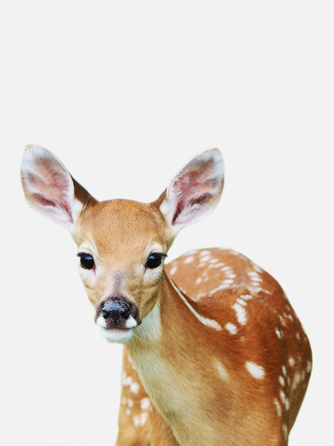 Baby Deer Poster, Poster, 0? - 50?, A4 (21 x 29.7 cm), A3 (29.7 x 42 cm), A3+ (32.9 x 48.3 cm), 8*10" in, _tab_product-description-matte, _tab_shipping-and-returns, _tab_size-chart, ALL POSTERS, Kids, PORTRAIT, White - MA