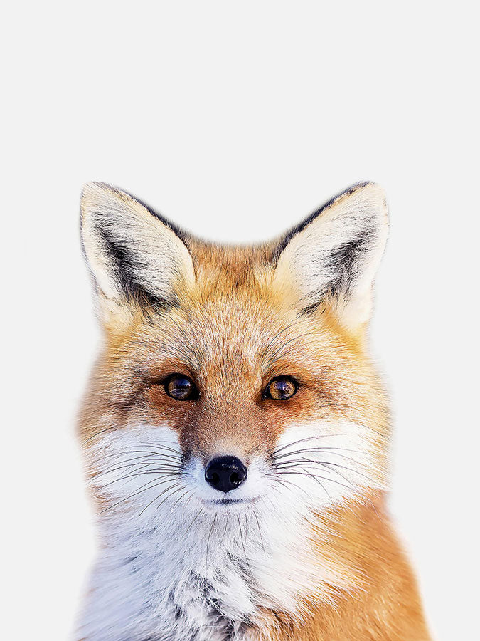 Baby Fox Poster, Poster, $10 - $50, 12*16" in, 12*18" in, 16*20" in, 18*24" in, 8*10" in, _tab_product-description-matte, _tab_shipping-and-returns, _tab_size-chart, ALL POSTERS, Kids, PORTRAIT, White - MAR