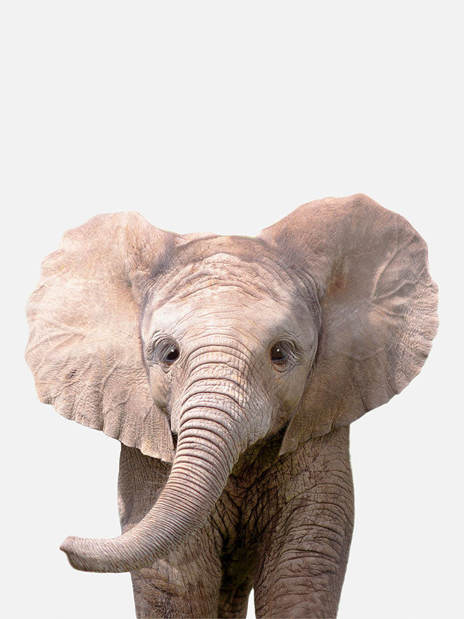 Baby Elephant Poster, Poster, 0? - 50?, A4 (21 x 29.7 cm), A3 (29.7 x 42 cm), A3+ (32.9 x 48.3 cm), 8*10" in, _tab_product-description-matte, _tab_shipping-and-returns, _tab_size-chart, ALL POSTERS, Kids, PORTRAIT, White 