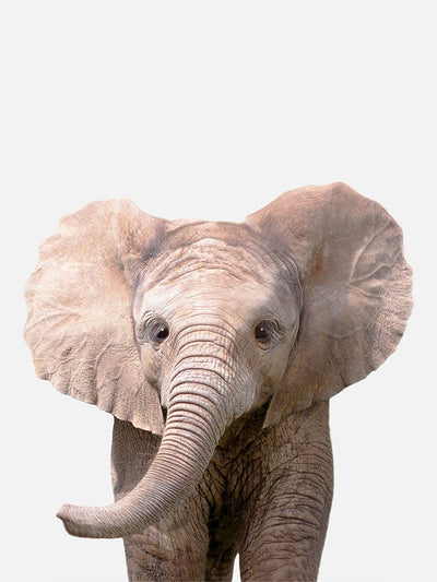 Baby Elephant Poster, Poster, $10 - $50, 12*16" in, 12*18" in, 16*20" in, 18*24" in, 8*10" in, _tab_product-description-matte, _tab_shipping-and-returns, _tab_size-chart, ALL POSTERS, Kids, PORTRAIT, White 
