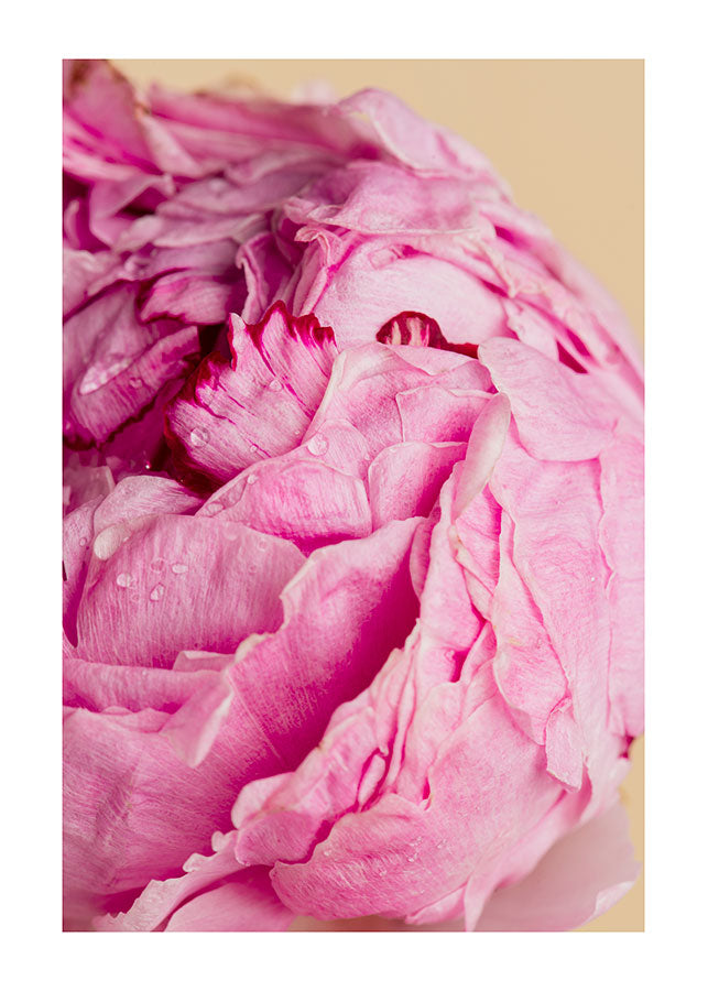 PINK PEONY POSTERPosterMARY & FAPMARY & FAP