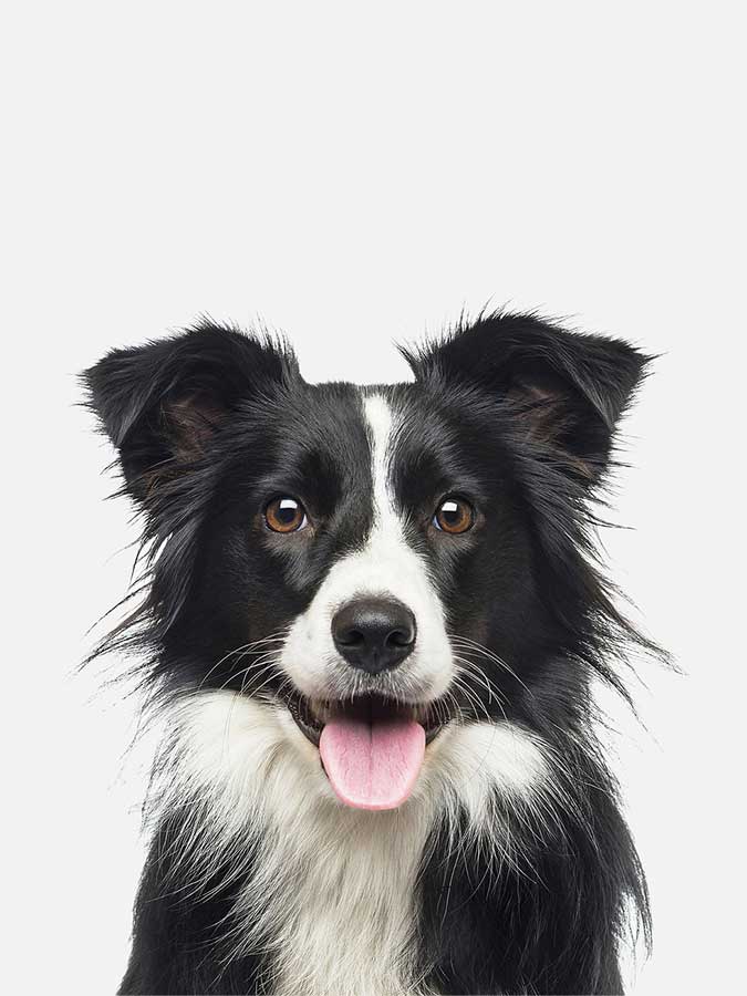 Border Collie Poster, Poster, 0? - 50?, A4 (21 x 29.7 cm), A3 (29.7 x 42 cm), A3+ (32.9 x 48.3 cm), 8*10" in, _tab_product-description-matte, _tab_shipping-and-returns, _tab_size-chart, ALL POSTERS, Kids, PORTRAIT, White 