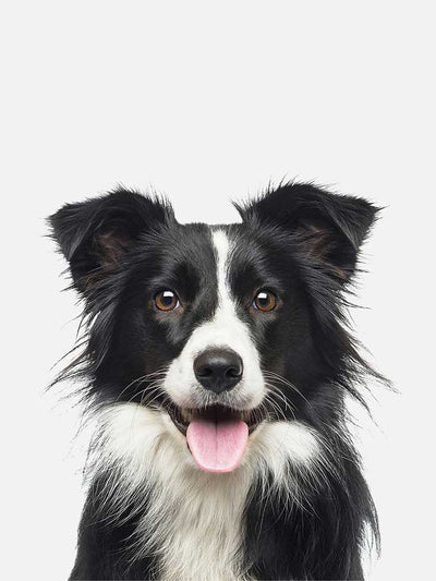 Border Collie Poster, Poster, $10 - $50, 12*16" in, 12*18" in, 16*20" in, 18*24" in, 8*10" in, _tab_product-description-matte, _tab_shipping-and-returns, _tab_size-chart, ALL POSTERS, Kids, PORTRAIT, White 