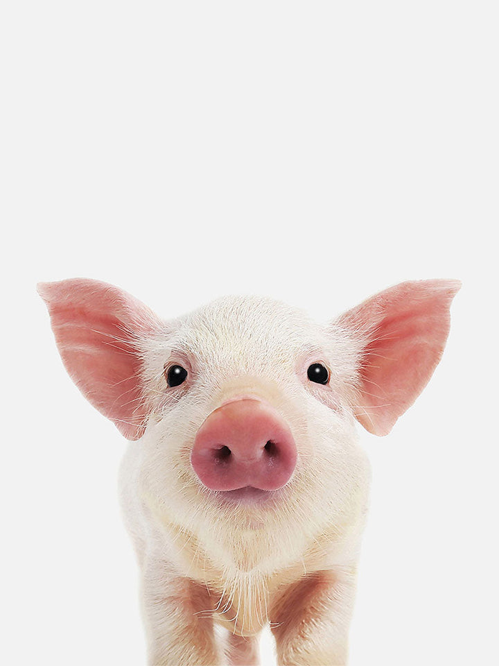 Baby Pig Poster, Poster, 0? - 50?, A4 (21 x 29.7 cm), A3 (29.7 x 42 cm), A3+ (32.9 x 48.3 cm), 8*10" in, _tab_product-description-matte, _tab_shipping-and-returns, _tab_size-chart, ALL POSTERS, Kids, PORTRAIT, White - MAR