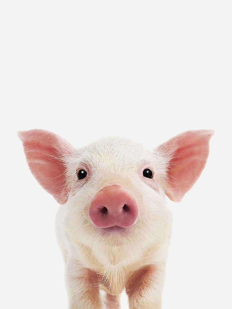 Baby Pig Poster, Poster, $10 - $50, 12*16" in, 12*18" in, 16*20" in, 18*24" in, 8*10" in, _tab_product-description-matte, _tab_shipping-and-returns, _tab_size-chart, ALL POSTERS, Kids, PORTRAIT, White - MAR