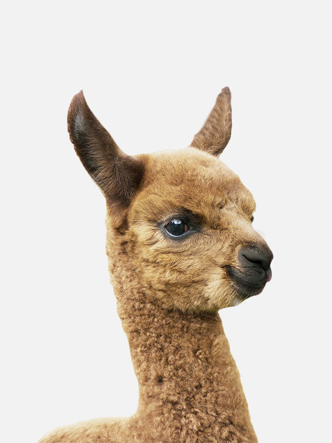 Baby Llama Poster, Poster, 0? - 50?, A4 (21 x 29.7 cm), A3 (29.7 x 42 cm), A3+ (32.9 x 48.3 cm), 8*10" in, _tab_product-description-matte, _tab_shipping-and-returns, _tab_size-chart, ALL POSTERS, Kids, PORTRAIT, White - M