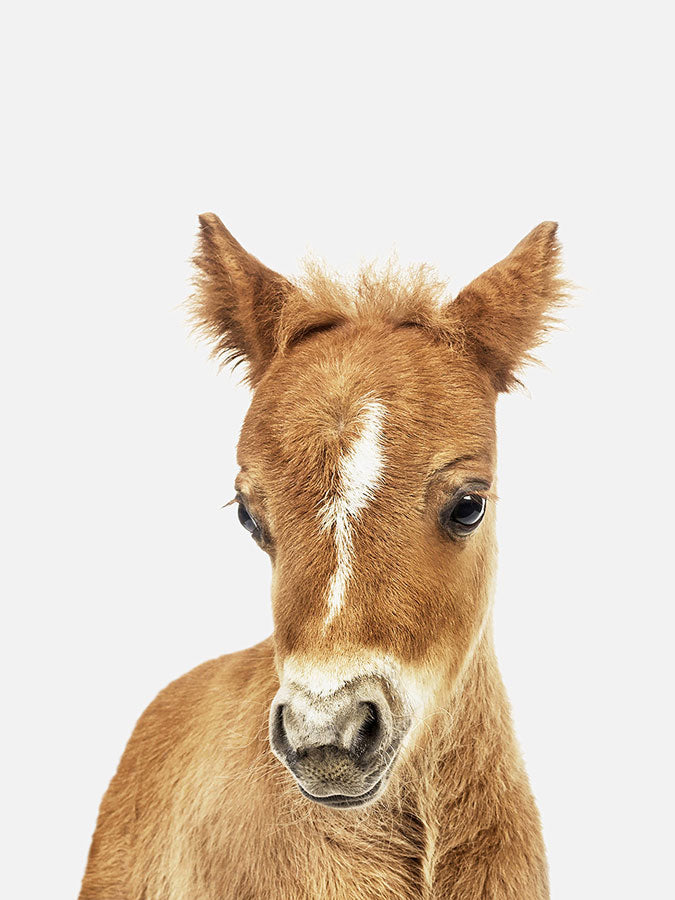 Baby Horse  Poster, Poster, 0? - 50?, A4 (21 x 29.7 cm), A3 (29.7 x 42 cm), A3+ (32.9 x 48.3 cm), 8*10" in, _tab_product-description-matte, _tab_shipping-and-returns, _tab_size-chart, ALL POSTERS, Kids, PORTRAIT, White - 