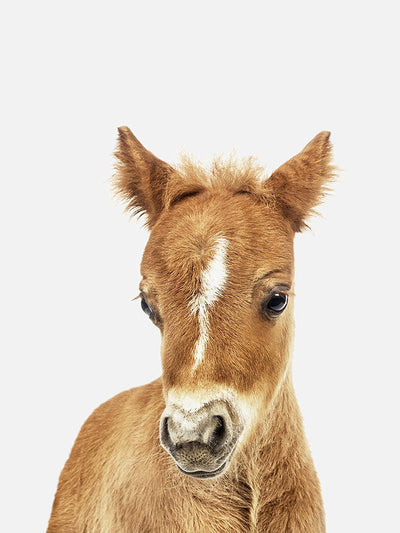 Baby Horse  Poster, Poster, $10 - $50, 12*16" in, 12*18" in, 16*20" in, 18*24" in, 8*10" in, _tab_product-description-matte, _tab_shipping-and-returns, _tab_size-chart, ALL POSTERS, Kids, PORTRAIT, White - 